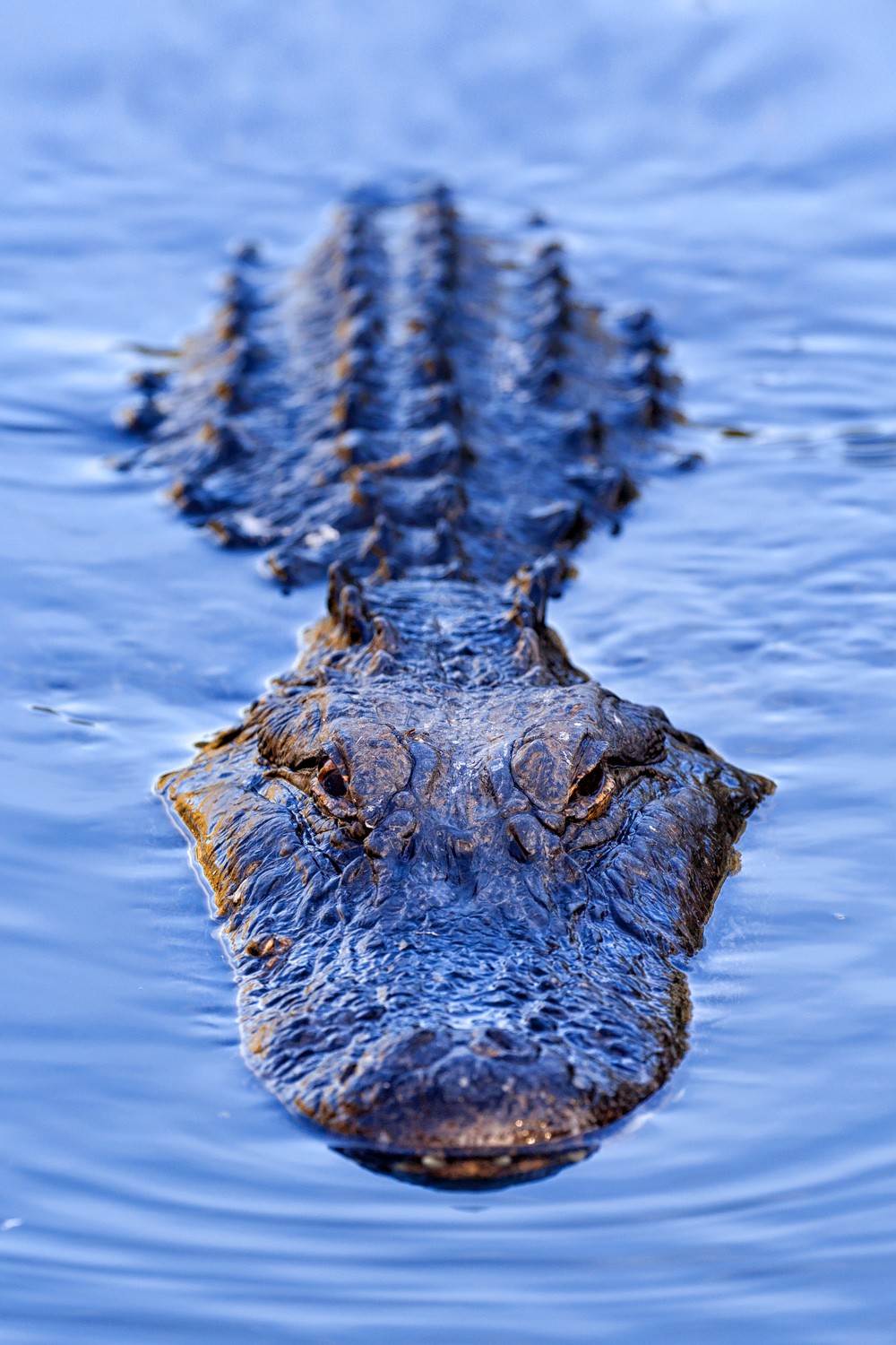 Symbolic Alligator Meaning And Crocodile Meaning On Whats Your Sign