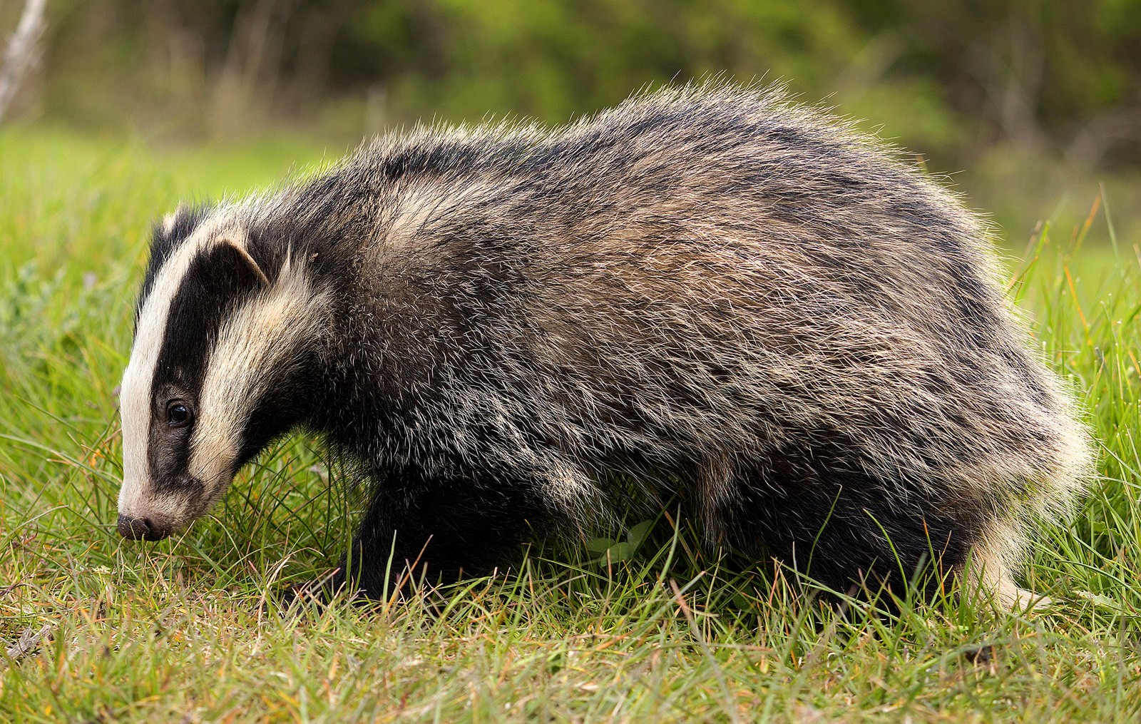 badger-animal-symbolism-on-whats-your-sign