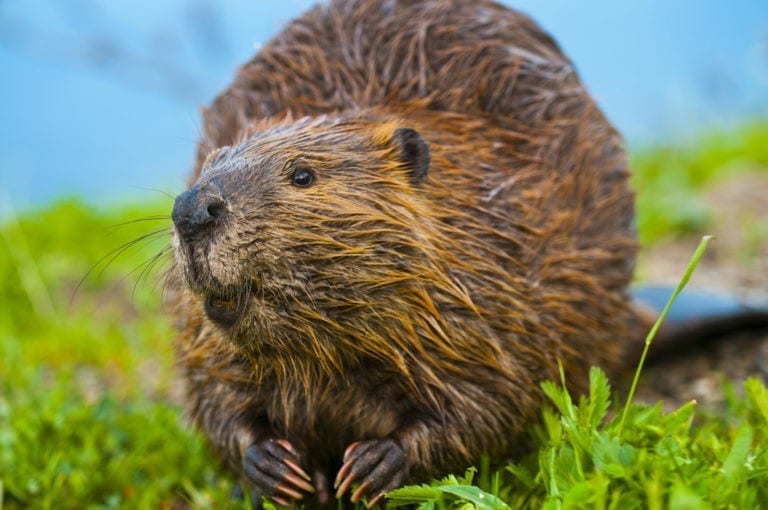 animal-symbolism-beaver-on-whats-your-sign