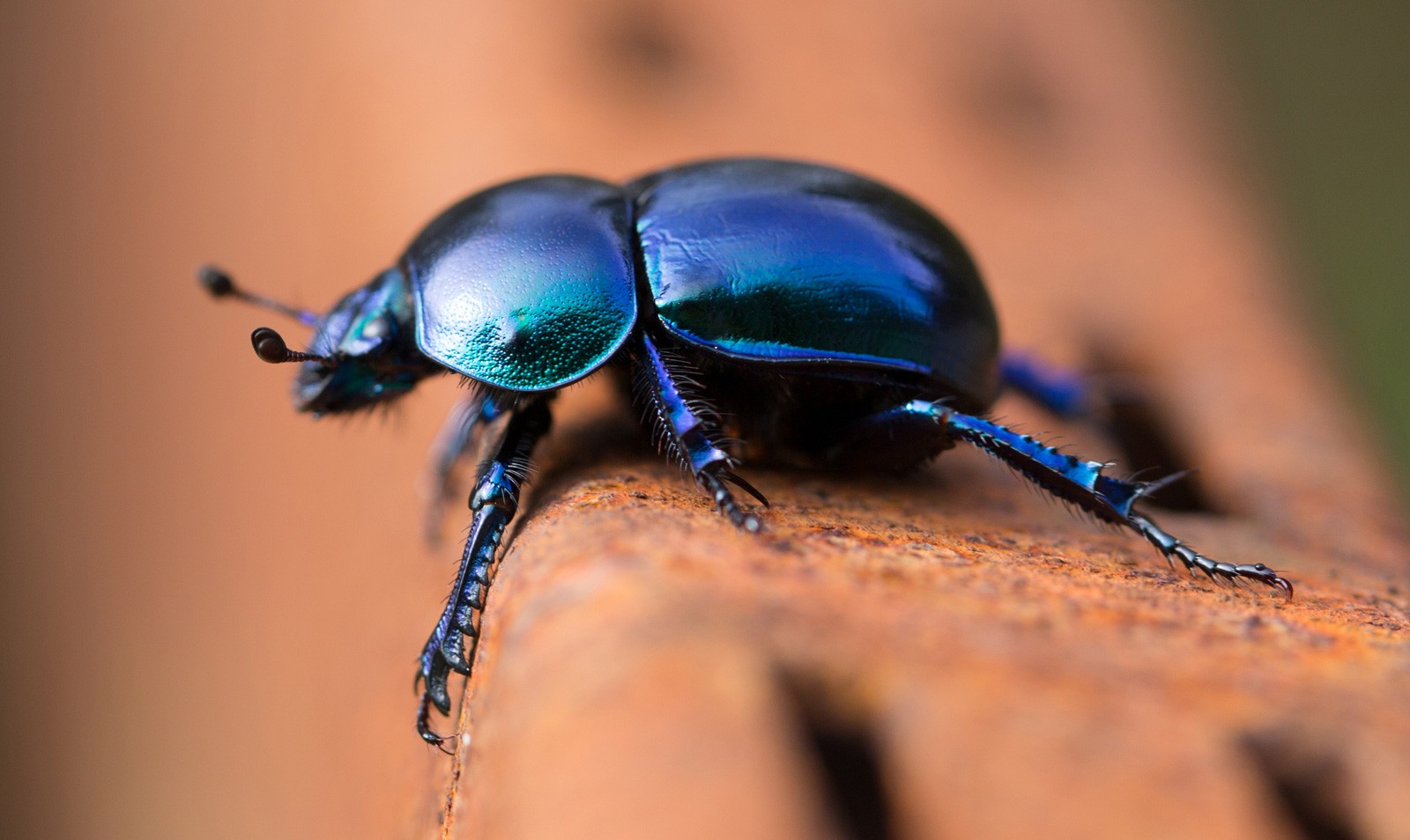 Digging Into Symbolic Beetle Meaning On Whats Your Sign