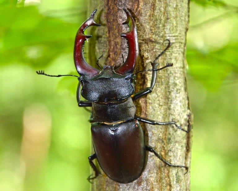 Digging Into Symbolic Beetle Meaning on Whats-Your-Sign