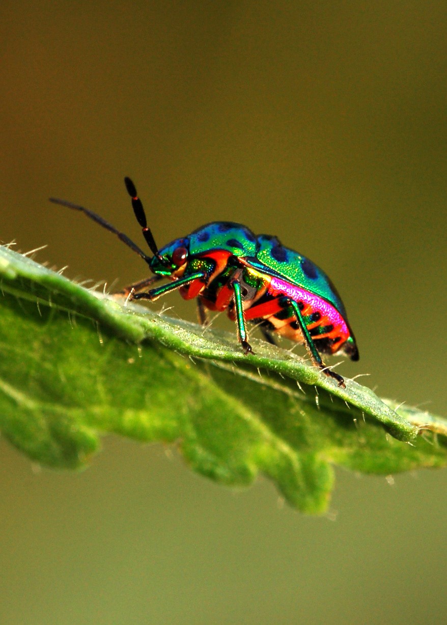 digging-into-symbolic-beetle-meaning-on-whats-your-sign