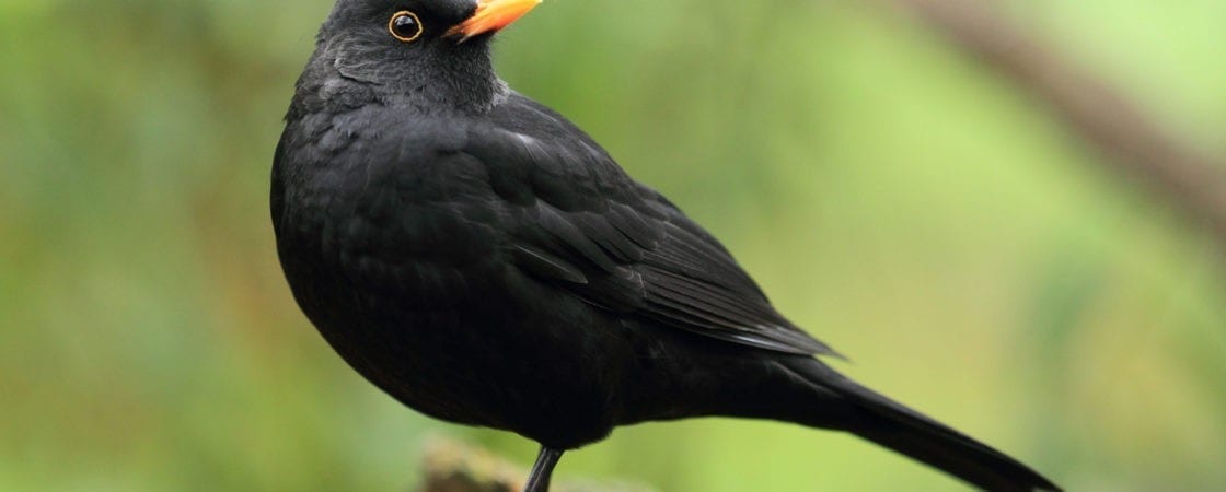 Symbolic Meaning of Black Birds