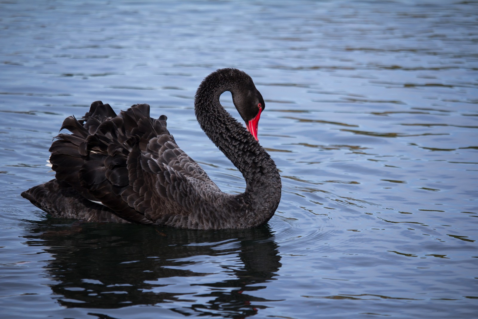 Animal Symbolism: Goose Meaning On Whats-Your-Sign.com