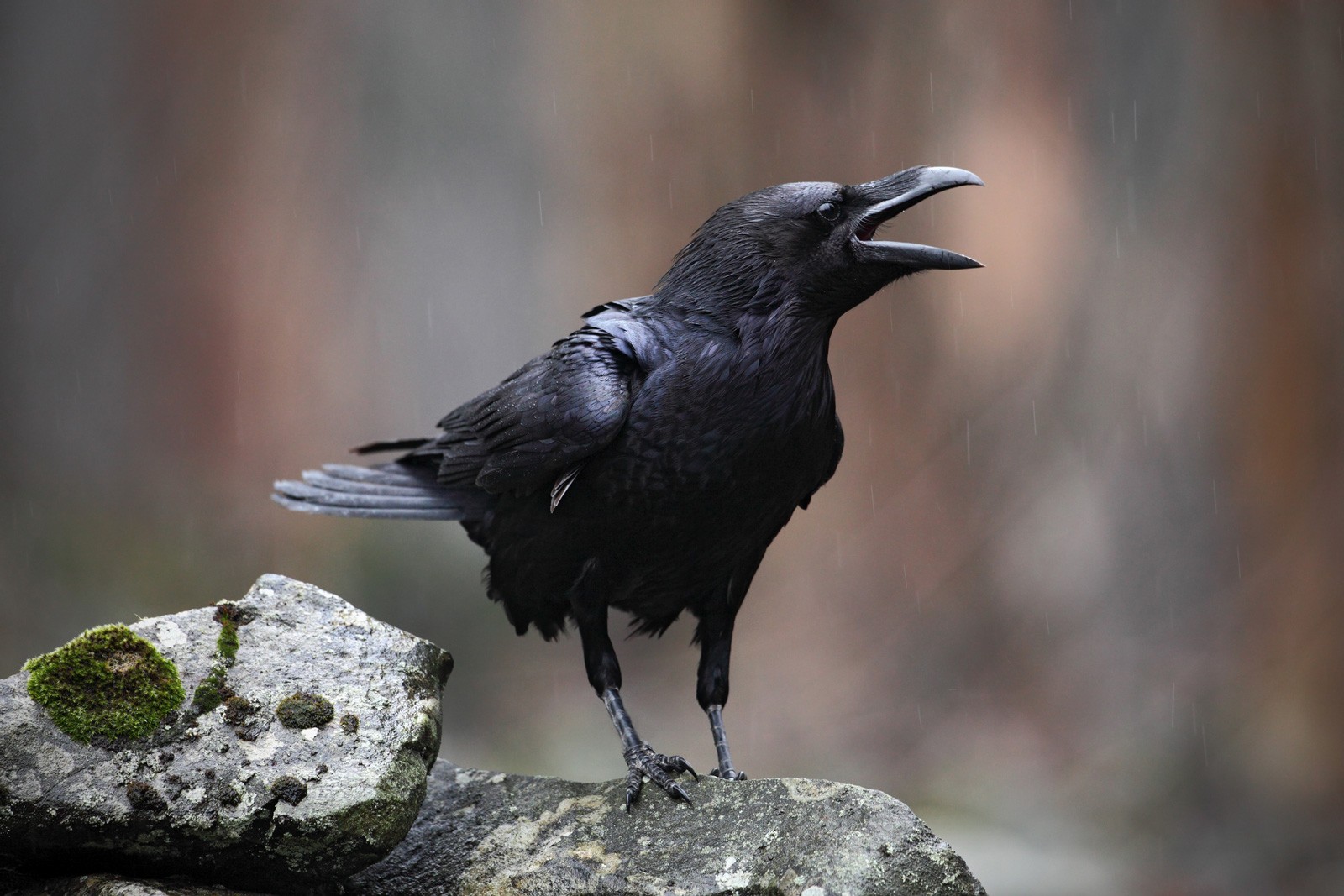 Symbolic Meaning Of Black Birds On Whats Your Sign