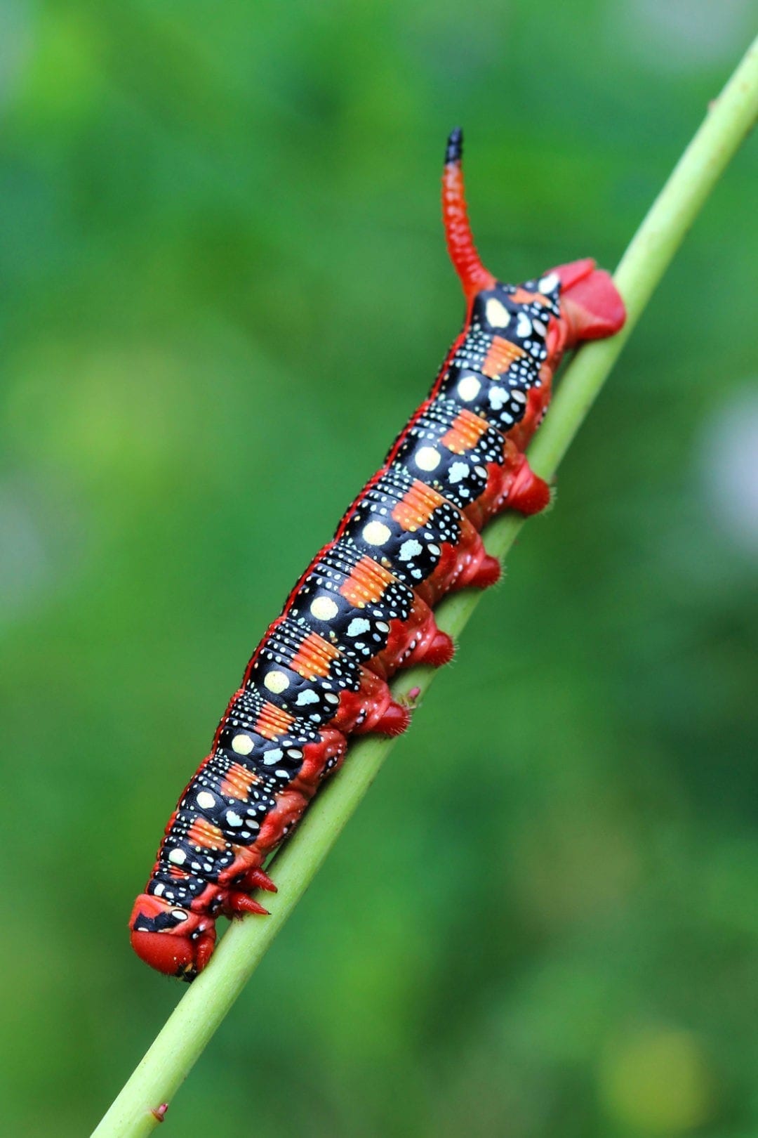 capturing-symbolic-caterpillar-meaning-on-whats-your-sign