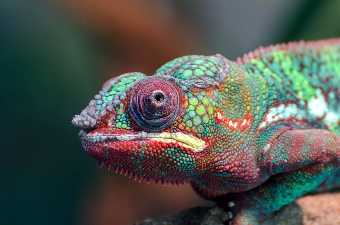 Symbolic Chameleon Meanings on Whats-Your-Sign