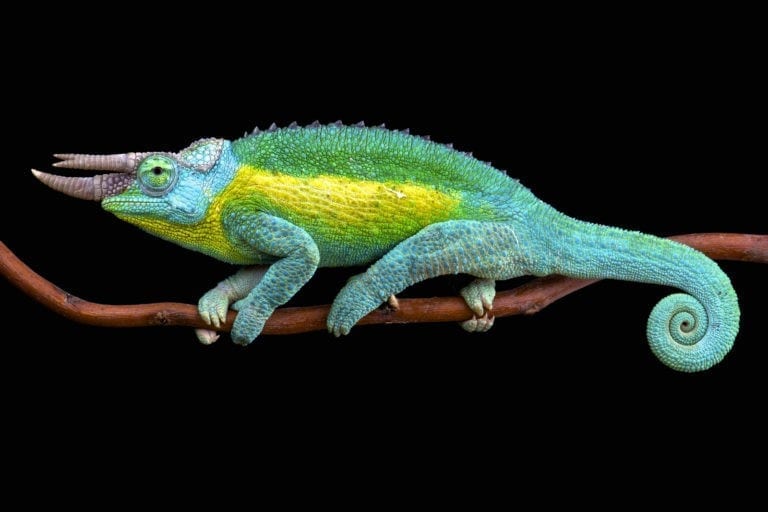 Symbolic Chameleon Meanings on Whats-Your-Sign