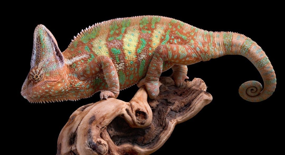 Symbolic Chameleon Meanings on Whats-Your-Sign