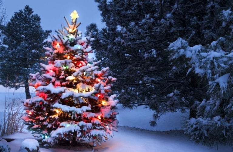 Symbolic Meaning of the Christmas Tree on Whats-Your-Sign
