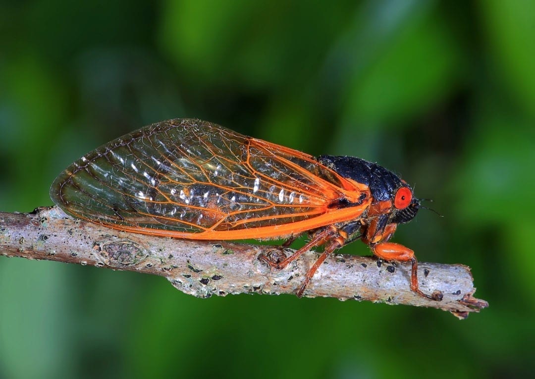 Flying Into Symbolic Cicada Meaning on WhatsYourSign