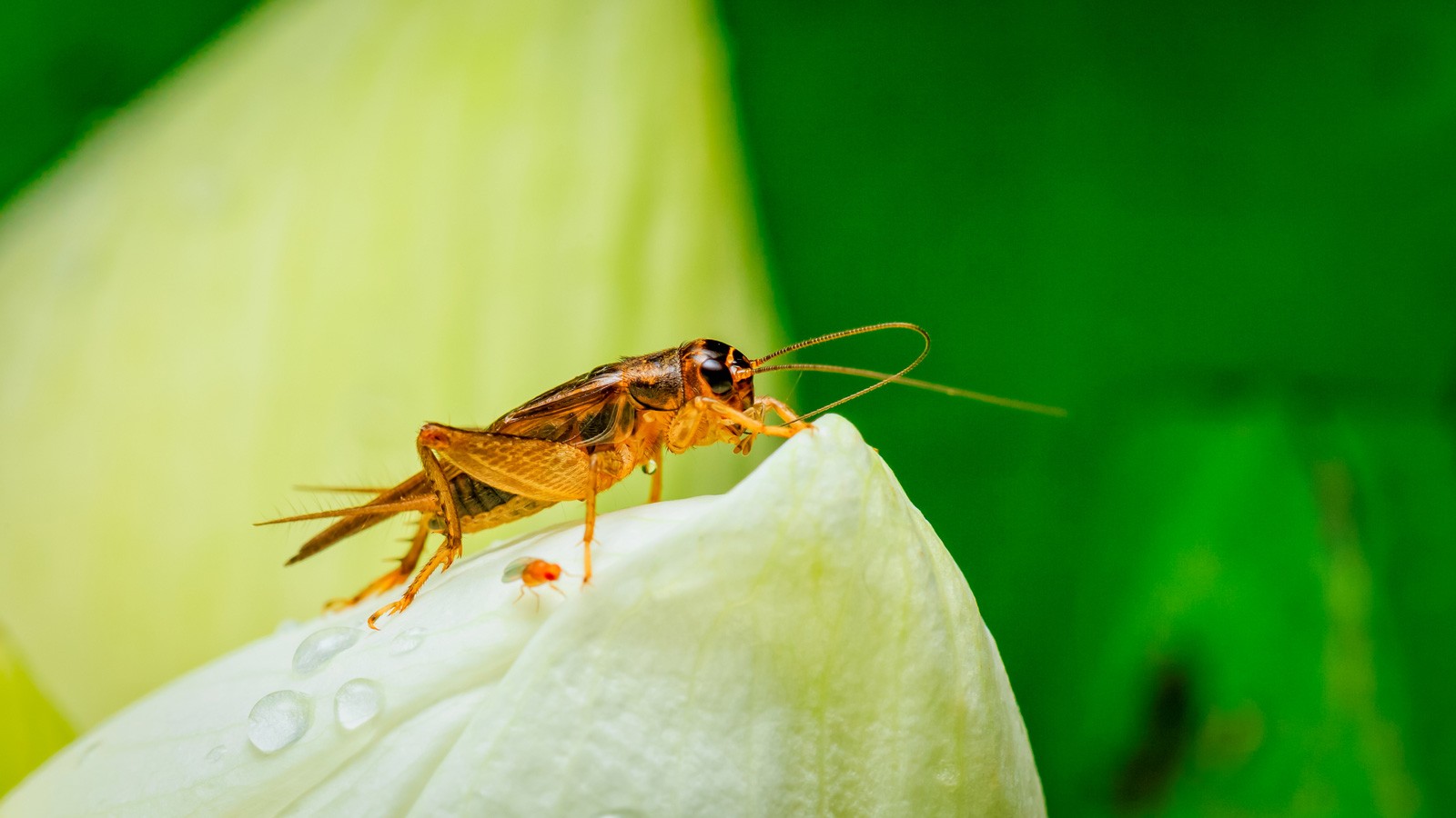 symbolic-meaning-of-crickets-on-whats-your-sign