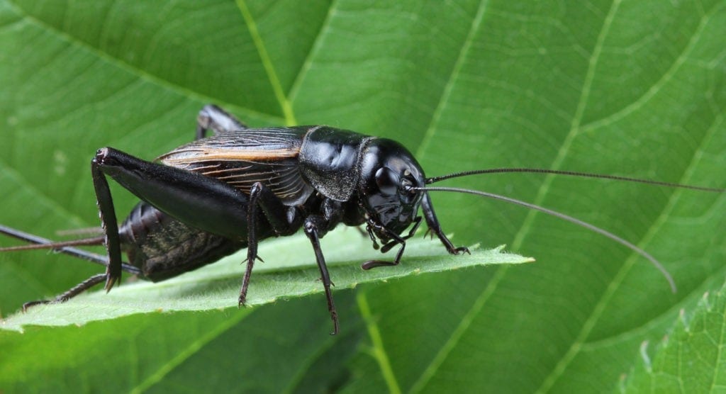 Symbolic Meaning of Crickets on WhatsYourSign
