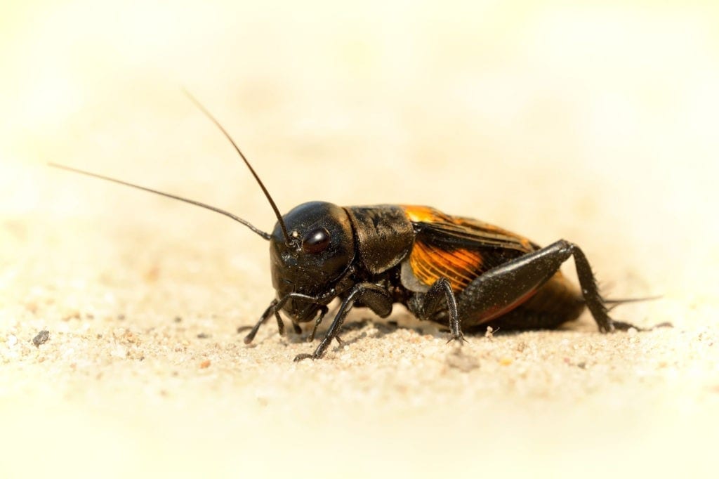 Symbolic Meaning Of Crickets On Whats Your Sign