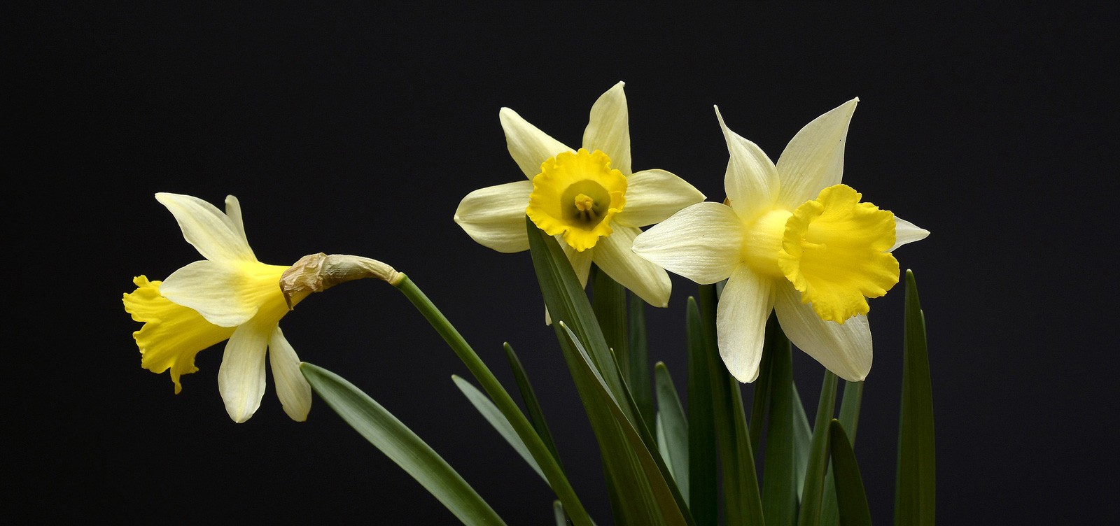 Super Symbolic Daffodil Meanings On Whats-Your-Sign