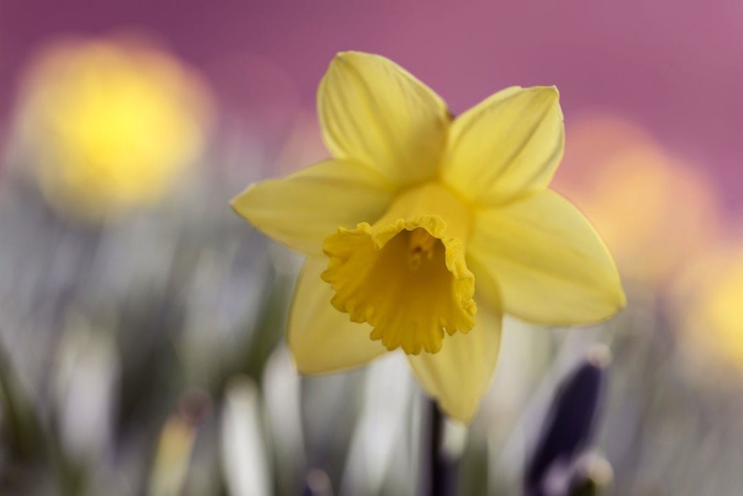 Super Symbolic Daffodil Meanings on Whats-Your-Sign