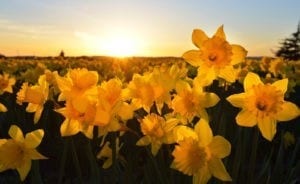 Super Symbolic Daffodil Meanings On Whats-Your-Sign