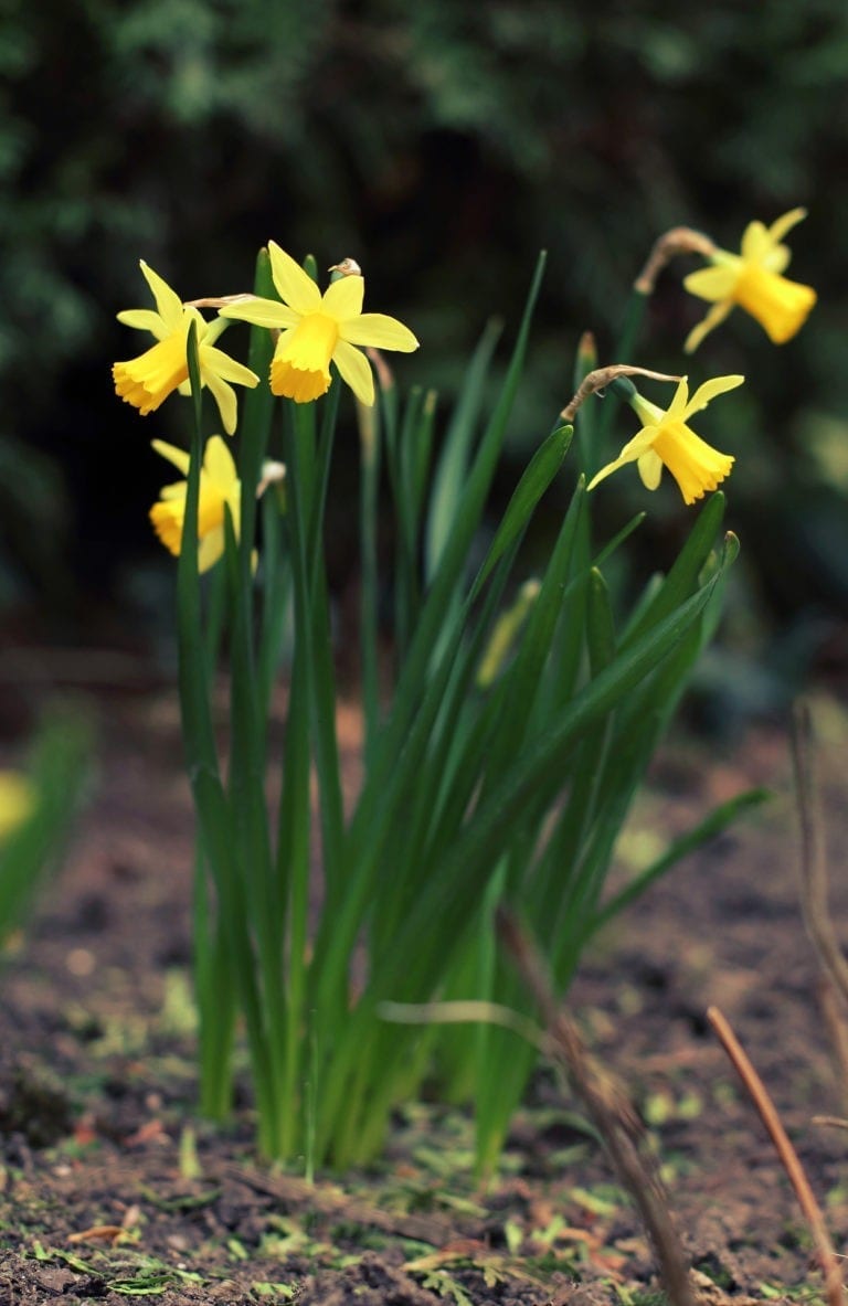 Super Symbolic Daffodil Meanings On Whats-Your-Sign