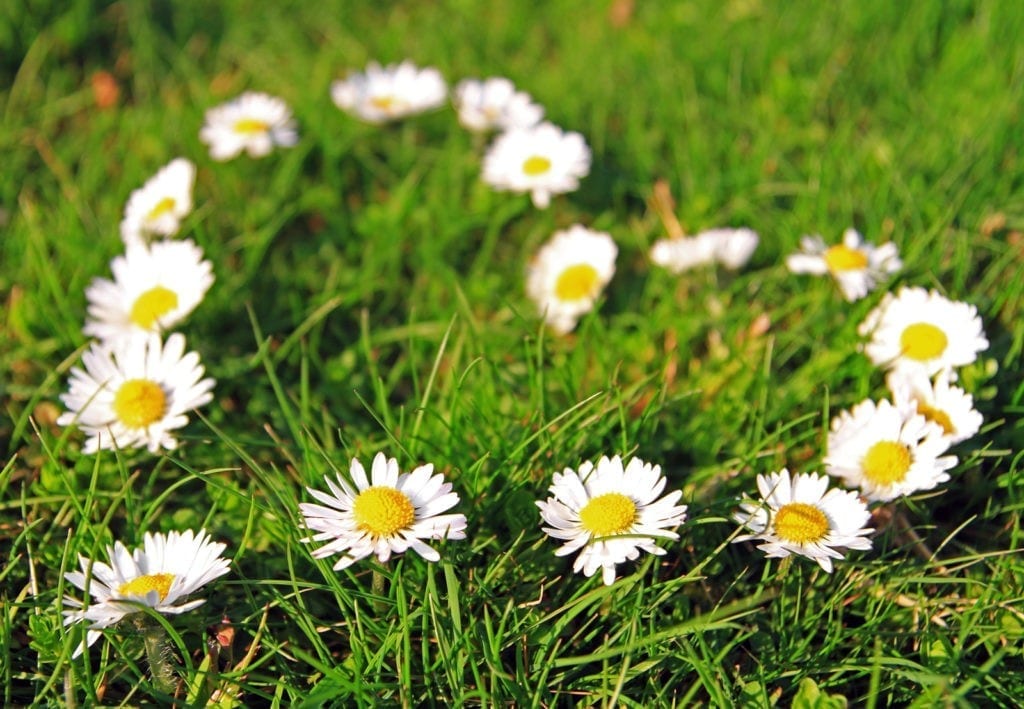 Symbolic Meaning Of The Daisy On Whats Your Sign