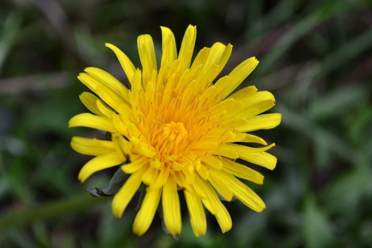 Sassy Symbolic Dandelion Meanings on Whats-Your-Sign