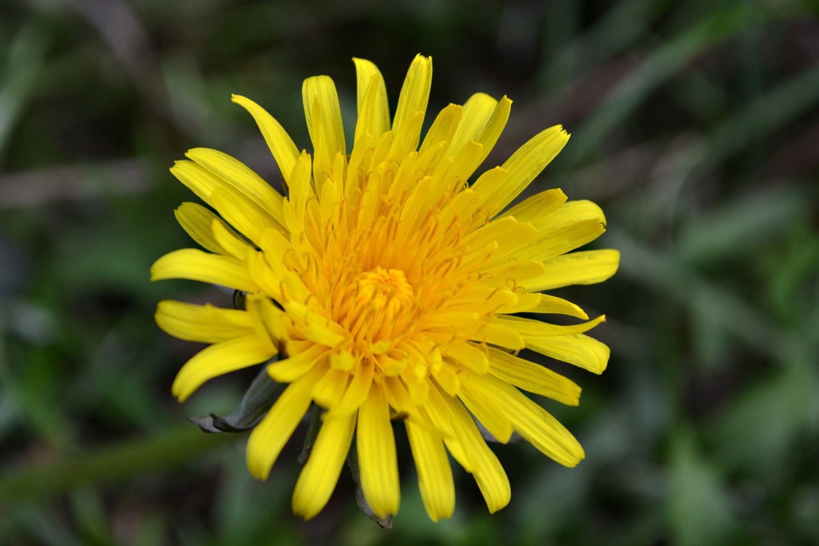 Sassy Symbolic Dandelion Meanings On Whats Your Sign