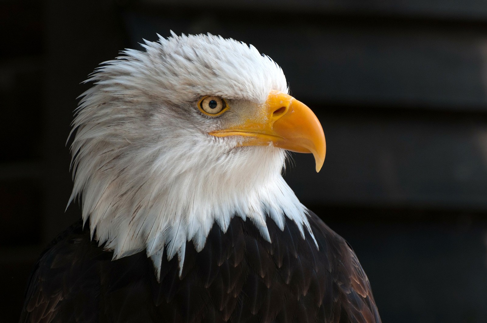 Seeing A Flying Eagle Meaning