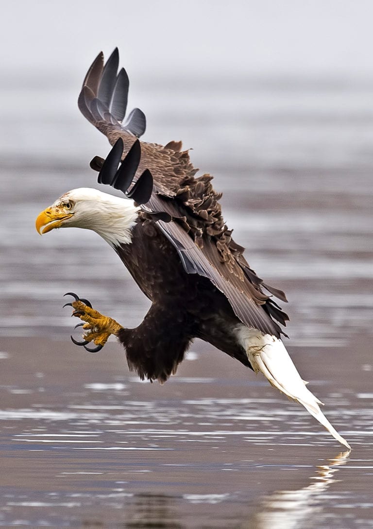 soaring-into-symbolic-eagle-meaning-on-whats-your-sign