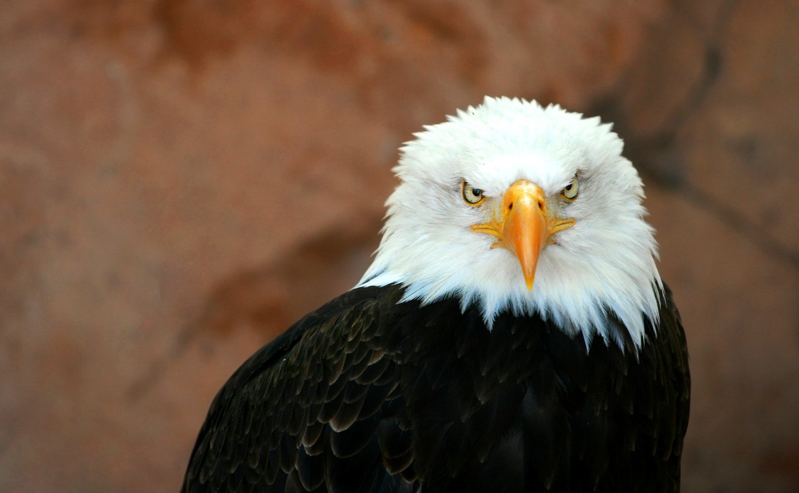 Soaring Into Symbolic Eagle Meaning On Whats Your Sign