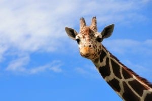 Symbolic Meaning of the Giraffe on Whats-Your-Sign