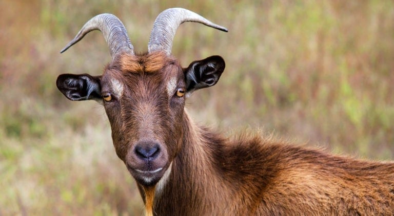 Symbolic Goat Meaning: Giddy Over Goat Symbolism on Whats-Your-Sign