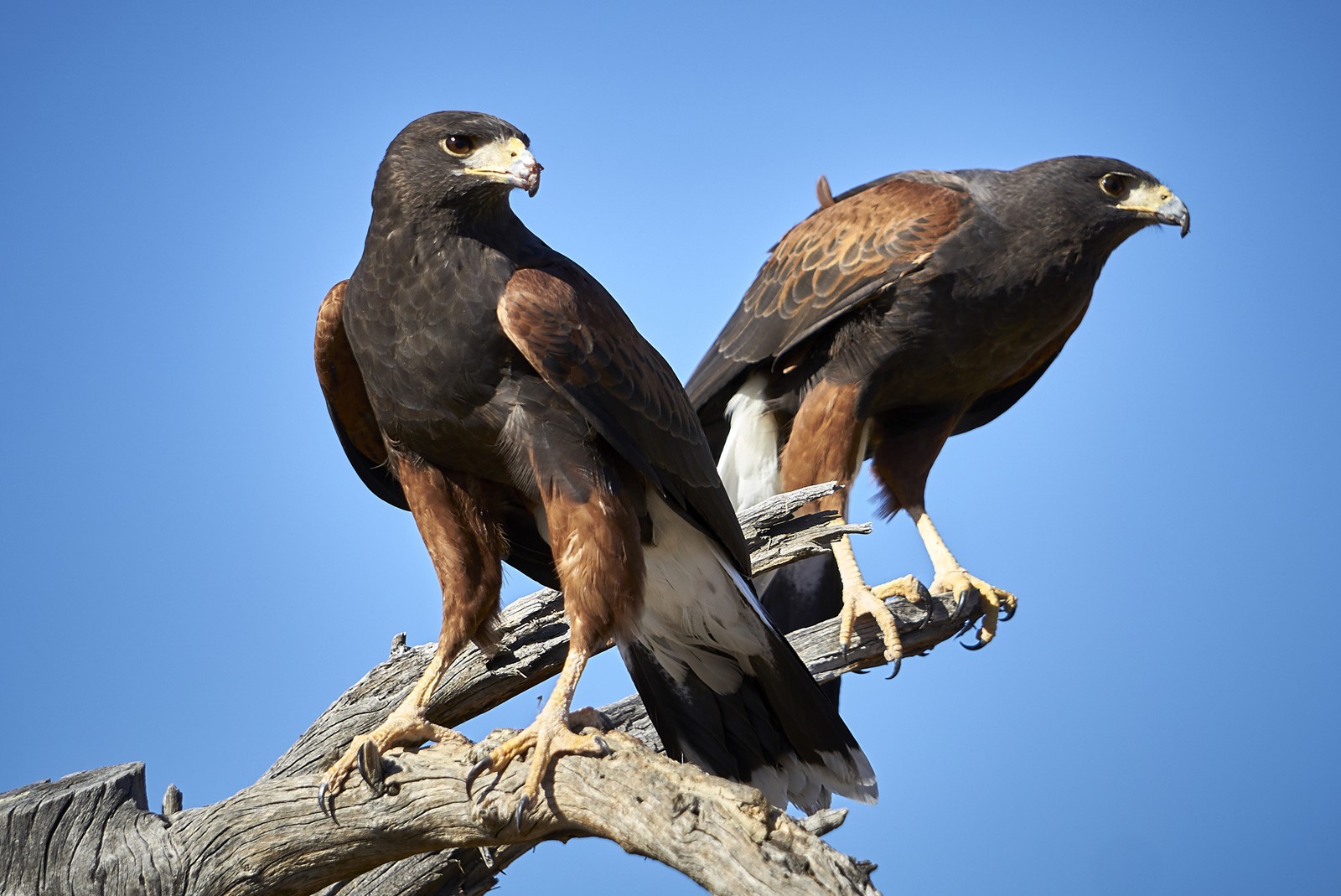 symbolic-hawk-meaning-and-hawk-totem-on-whats-your-sign