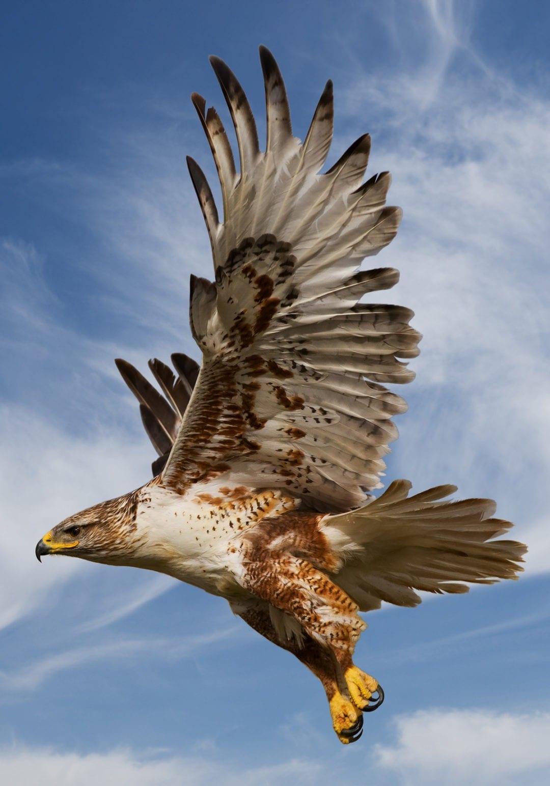 Symbolic Hawk Meaning and Hawk Totem on Whats-Your-Sign