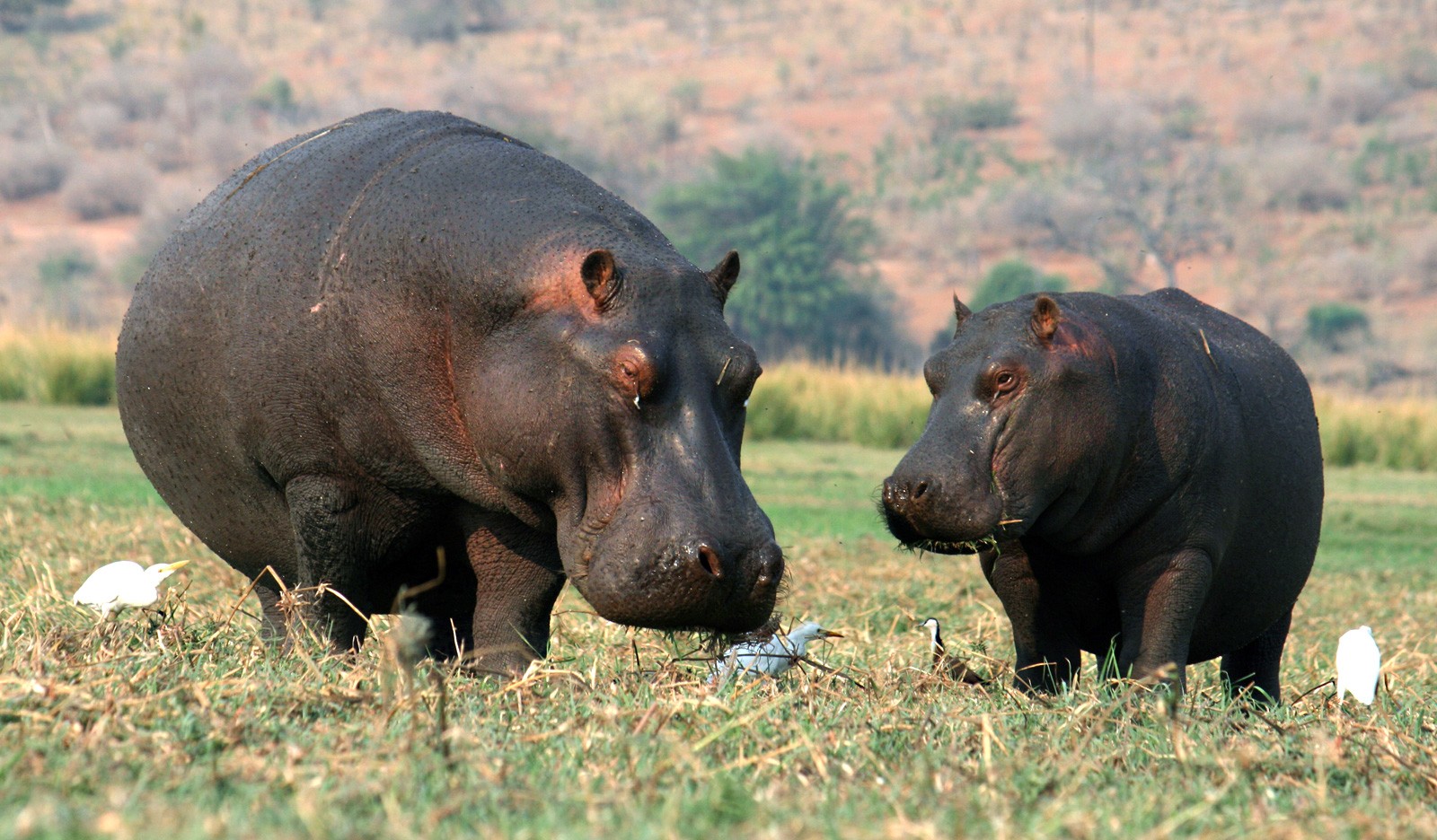 symbolic-hippopotamus-meaning-on-whats-your-sign