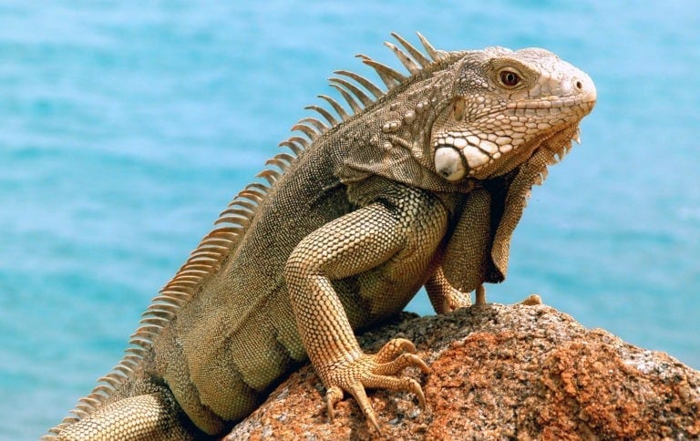 Symbolic Meaning of Iguana on Whats-Your-Sign.com