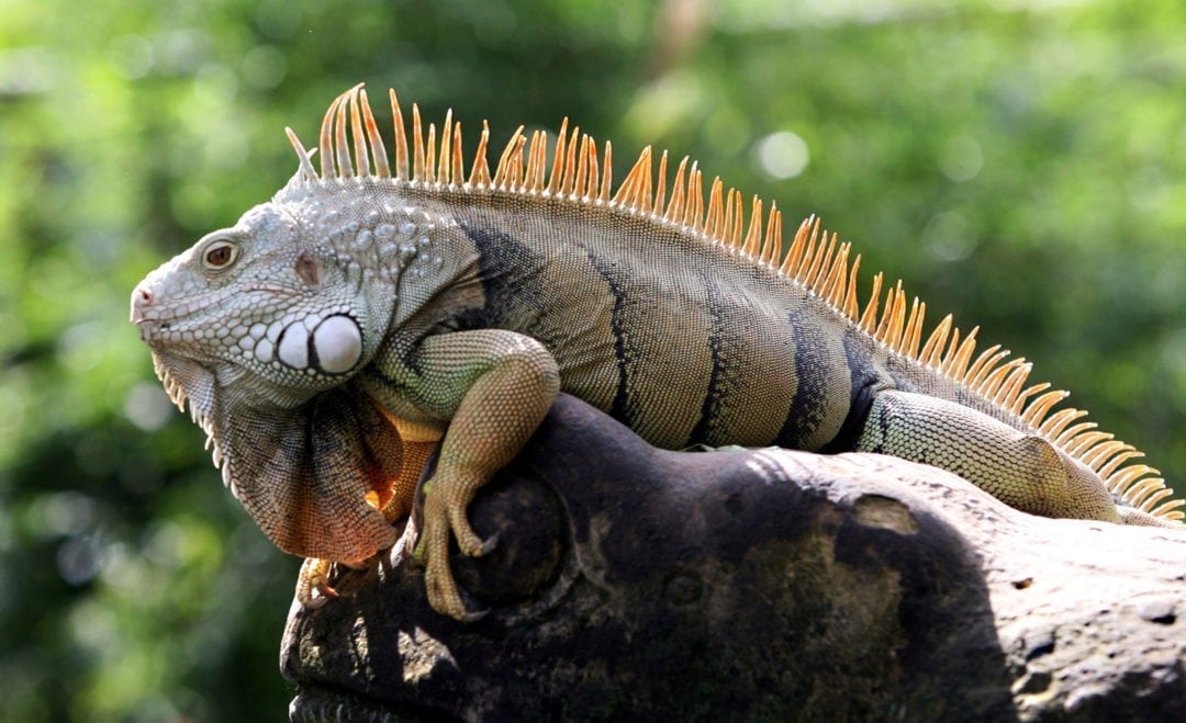 Symbolic Meaning Of Iguana On Whats-your-sign.com