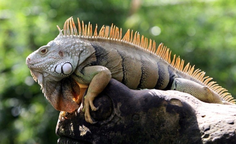 Symbolic Meaning of Iguana on Whats-Your-Sign.com