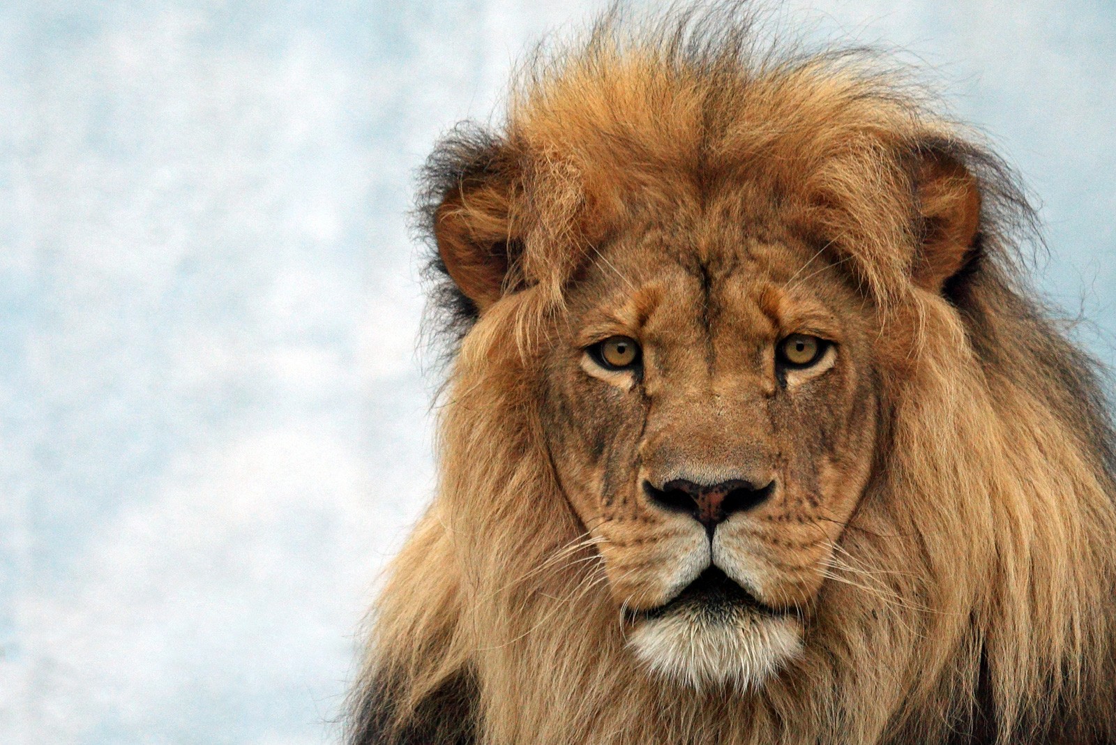 Symbolic Meaning Of Lions And Lion Totem Meaning On Whats Your Sign