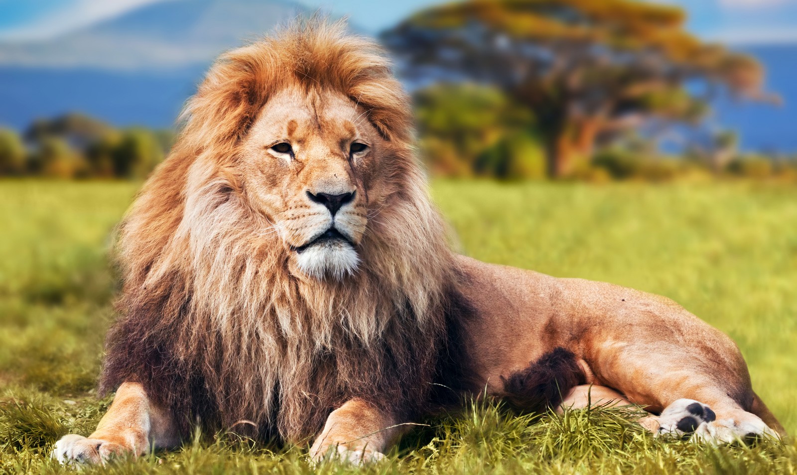 Symbolic Meaning Of Lions And Lion Totem Meaning On Whats Your Sign