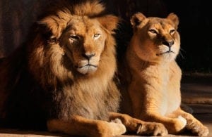 Symbolic Meaning Of Lions And Lion Totem Meaning On Whats-Your-Sign