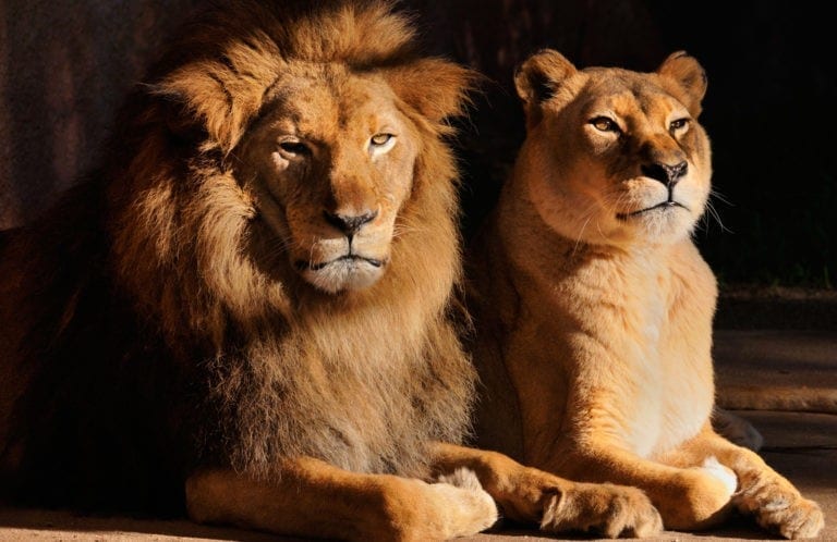 Symbolic Meaning of Lions and Lion Totem Meaning on Whats-Your-Sign