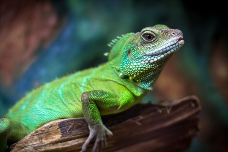 Symbolic Meaning of Lizards on Whats-Your-Sign.com