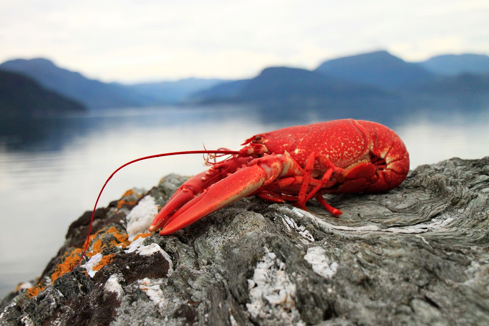 Swimming Into Symbolic Lobster Meaning On Whats Your Sign