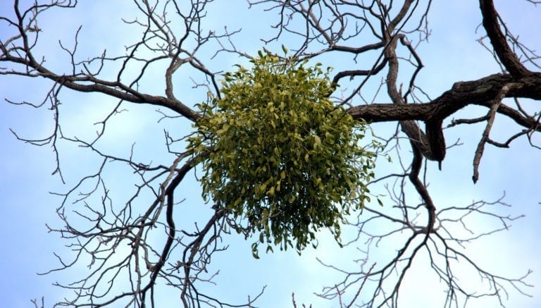 Mistletoe Meaning: It's More Than a Christmas Decoration on Whats-Your-Sign