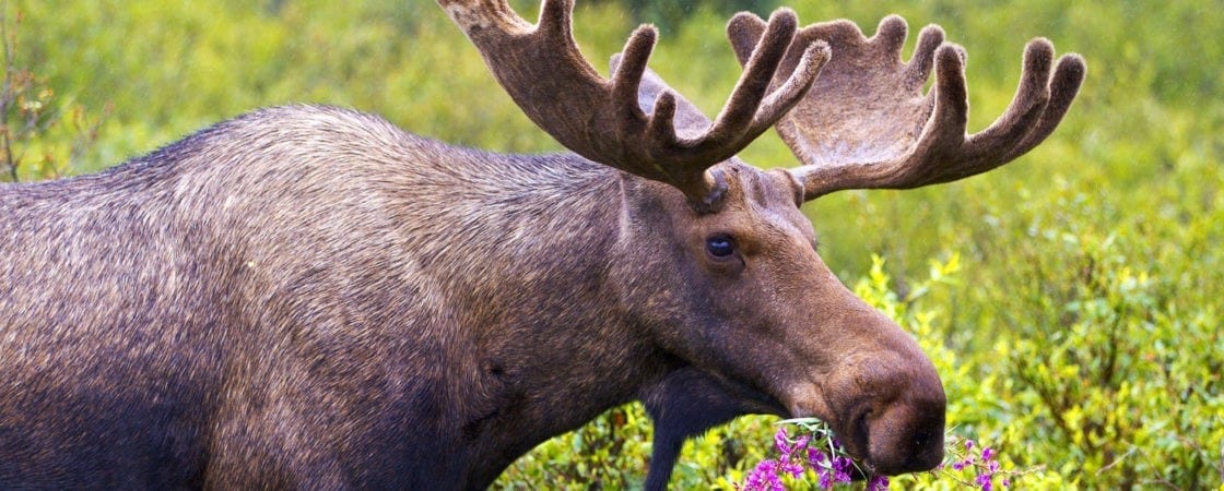 symbolic moose meaning and moose facts