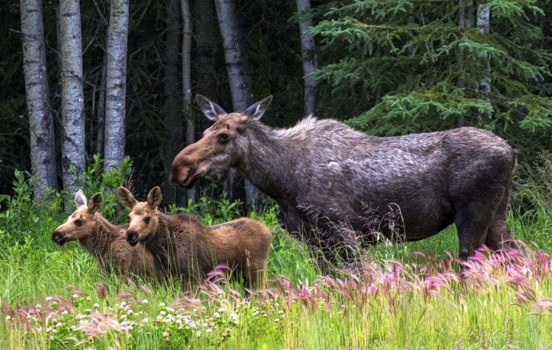 Symbolic Moose Facts and Moose Totem Tips on Whats-Your-Sign