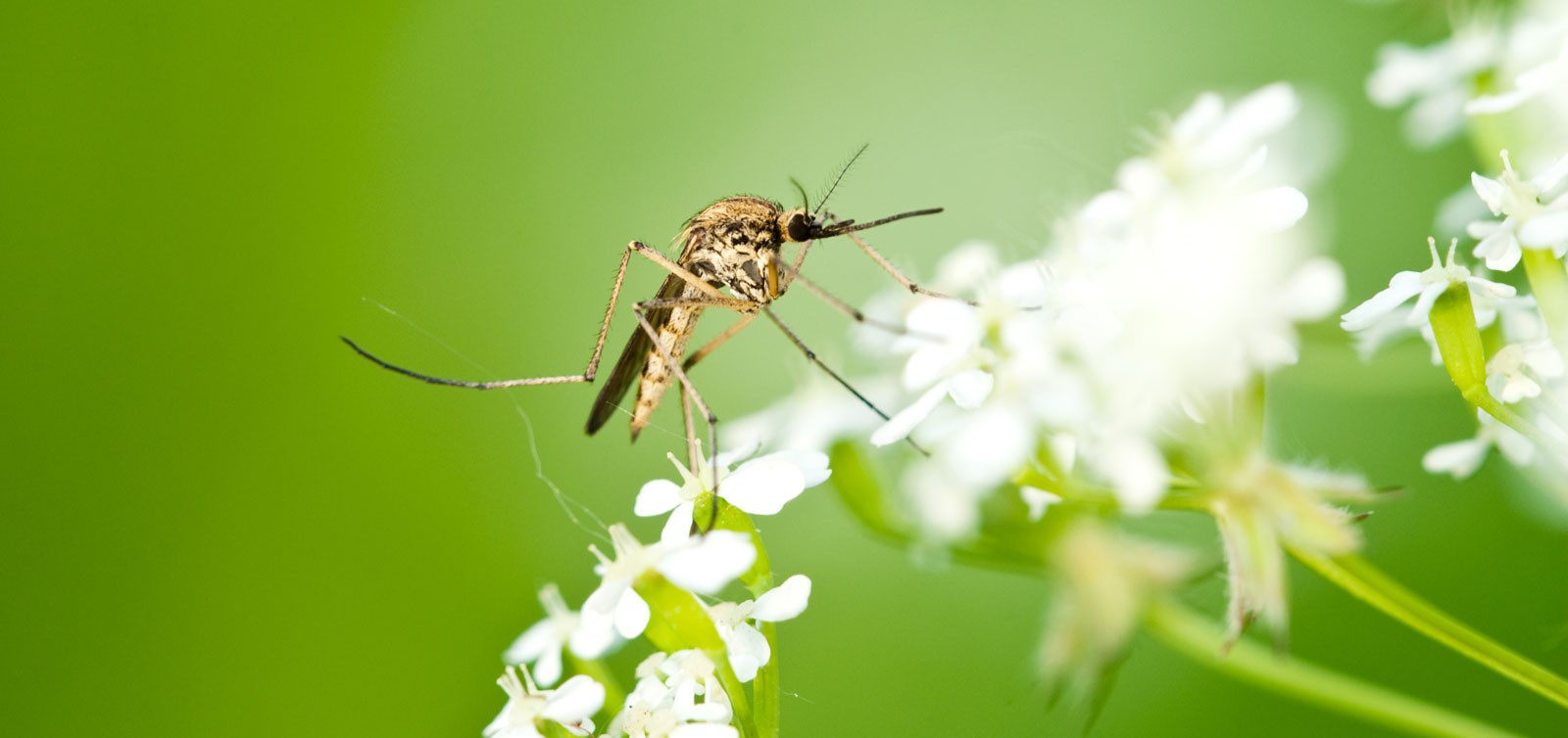 Symbolic Mosquito Meaning Whats Your Sign