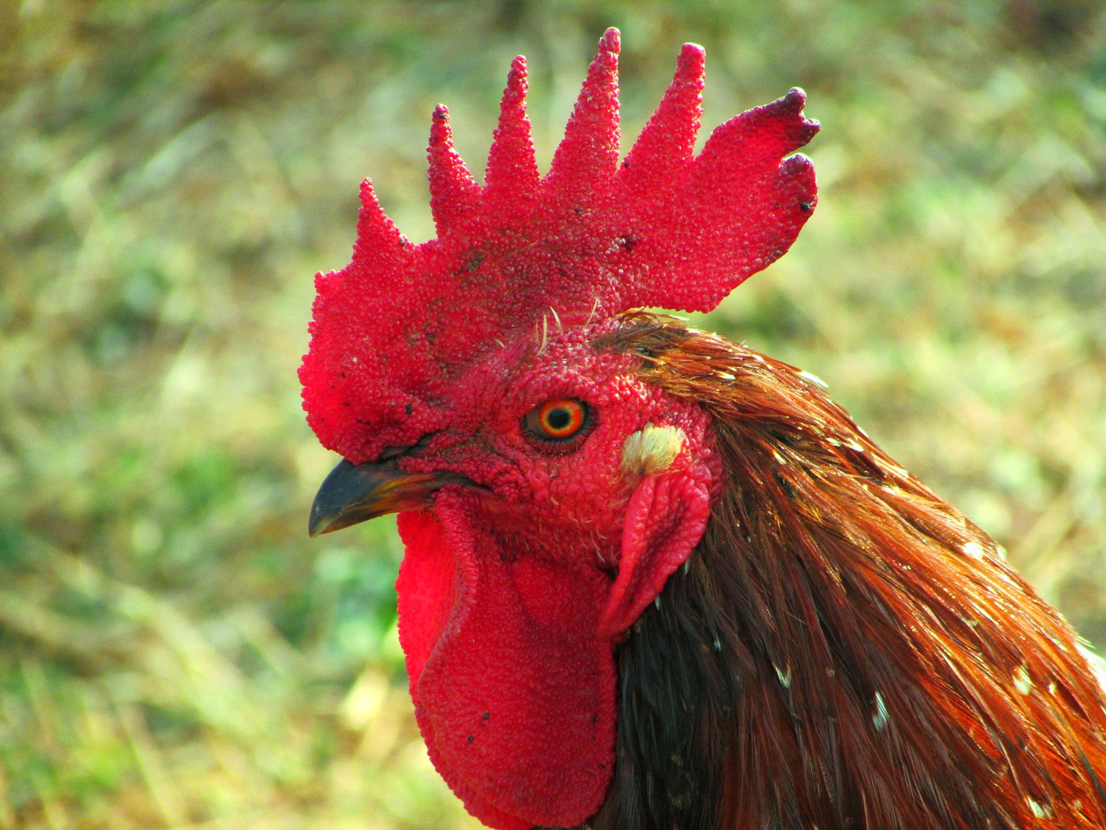 Pictures Of Roosters Crowing Cock Rooster Discovery Crowing Nawpic