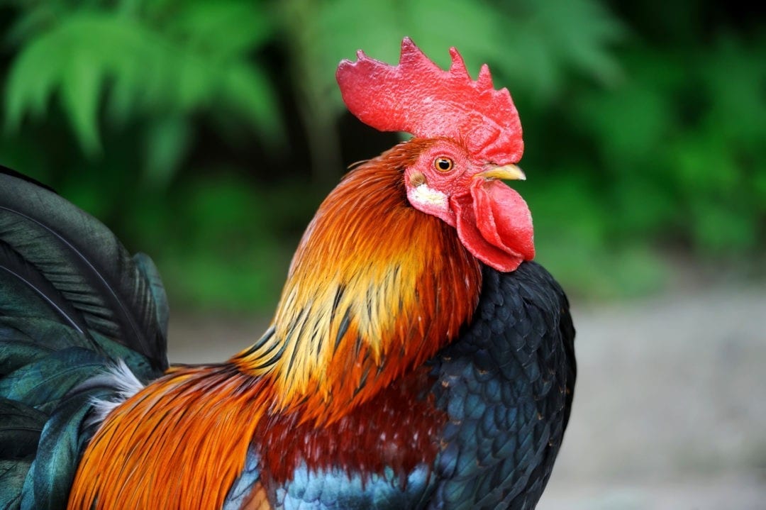 Symbolic Meaning Of The Rooster On Whats Your Sign