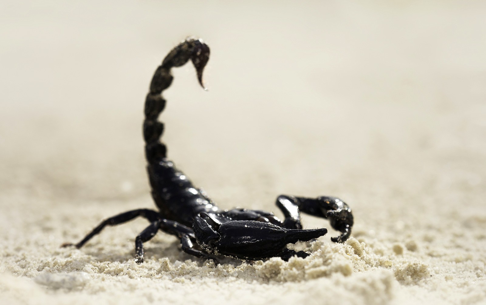 Scorpion в лесу