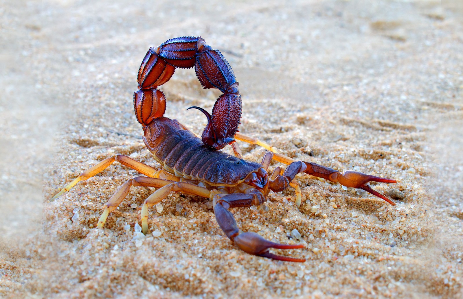 Scorpion G
